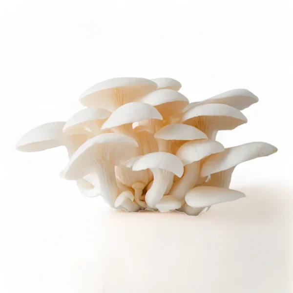 Oyster Mushrooms - Boner Bazar