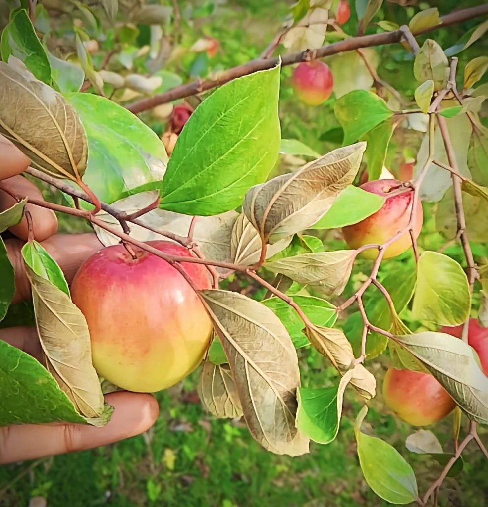 কাশ্মীর জাতের আপেল কুল (বড়ই)